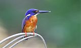 Azure Kingfisher